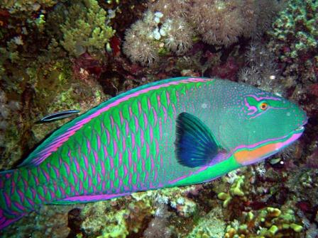 Archivo:Pez loro bicolor.jpg