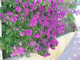 Archivo:Westringia glabra.jpeg