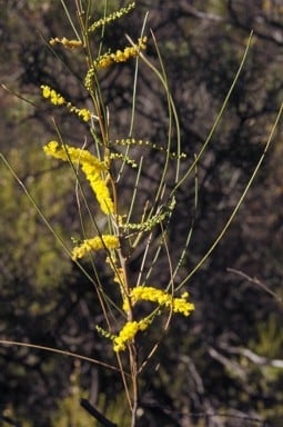 Archivo:Acacia karina 3.jpg