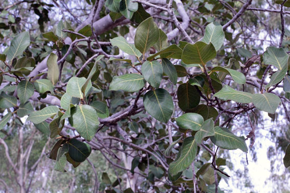 Archivo:Ficus cerasicarpa.jpg