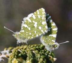 Mariposa de la mostaza.jpg