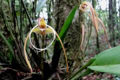 Maxillaria lepidota .jpeg