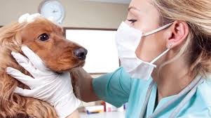 Archivo:Medico Veterinario.jpg