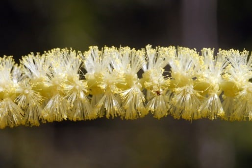 Archivo:Acacia leiocalyx 5.jpg