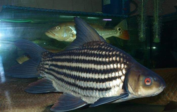 Archivo:Catlocarpio siamensis.jpg