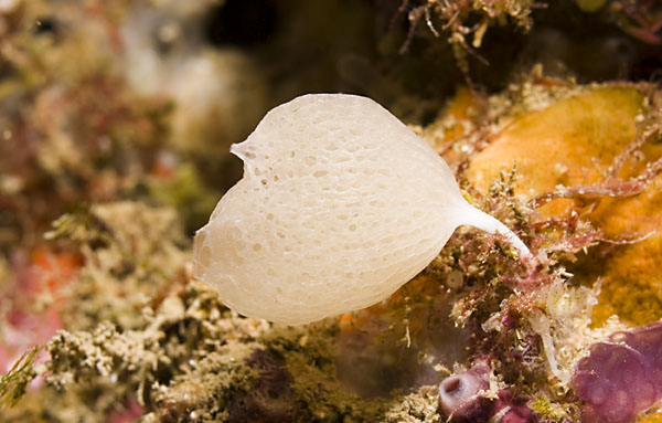 Archivo:Guancha lacunosa.jpg