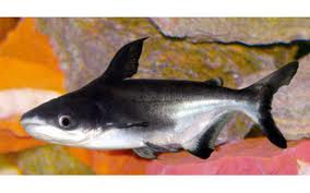 Archivo:Pangasius S..jpeg