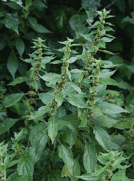 Archivo:Parietaria officinalis 1.jpg