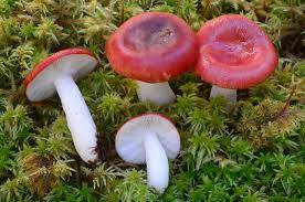 Russula emetica.jpg