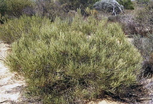 Archivo:Acacia gelasina.jpg