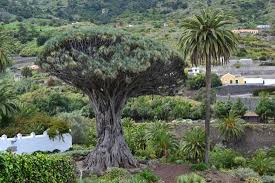 Archivo:Drago centenario de icod.jpeg