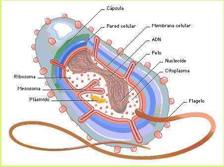 Estructura de la célula bacteriana - EcuRed