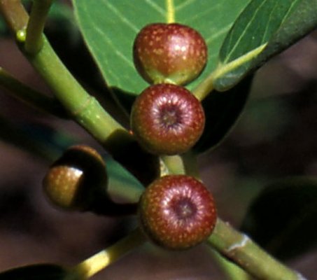 Archivo:Ficus pygmaea 2.jpg
