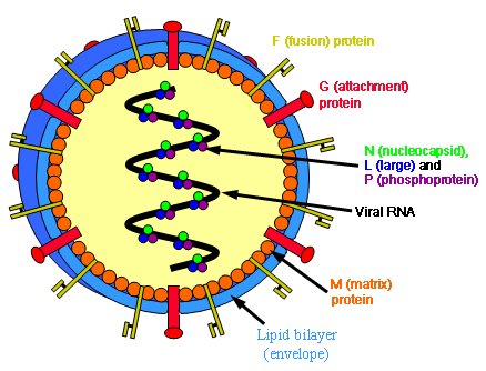 Archivo:Henipavirus.png