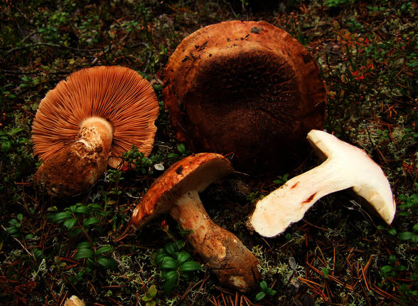 Archivo:Tricholoma colossus.jpg
