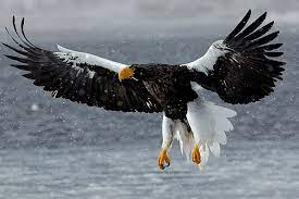 Águila de Steller.jpg