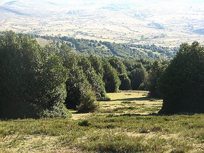 Acebal de Garagüeta