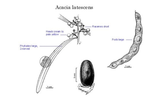 Archivo:Acacia latescens 1.jpg