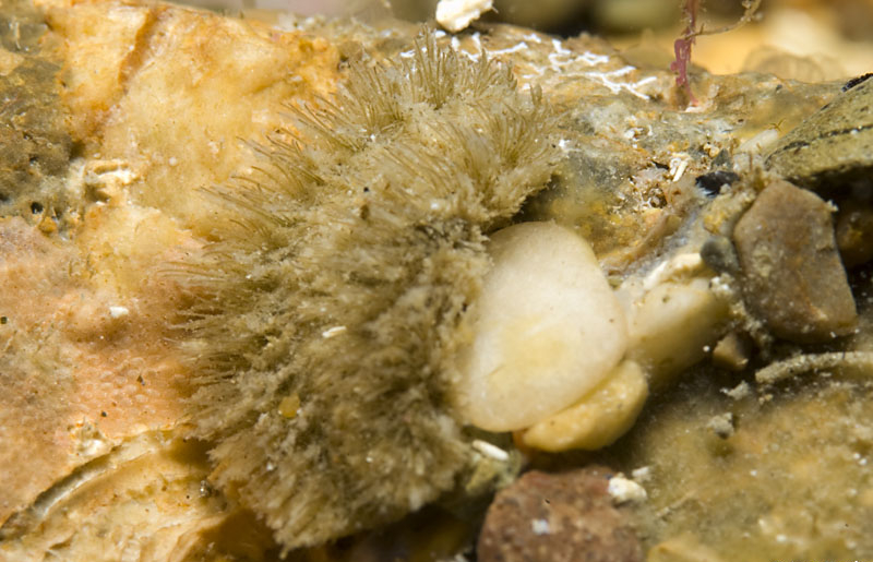 Archivo:Aphrodite aculeata.jpg