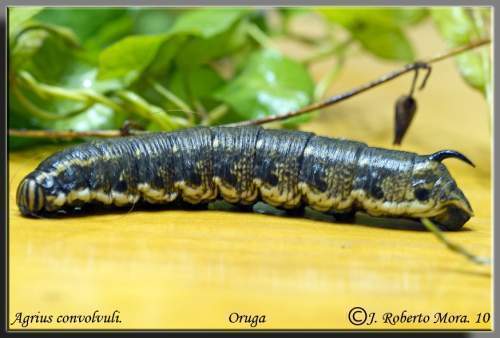 Archivo:Oruga agrius.jpg