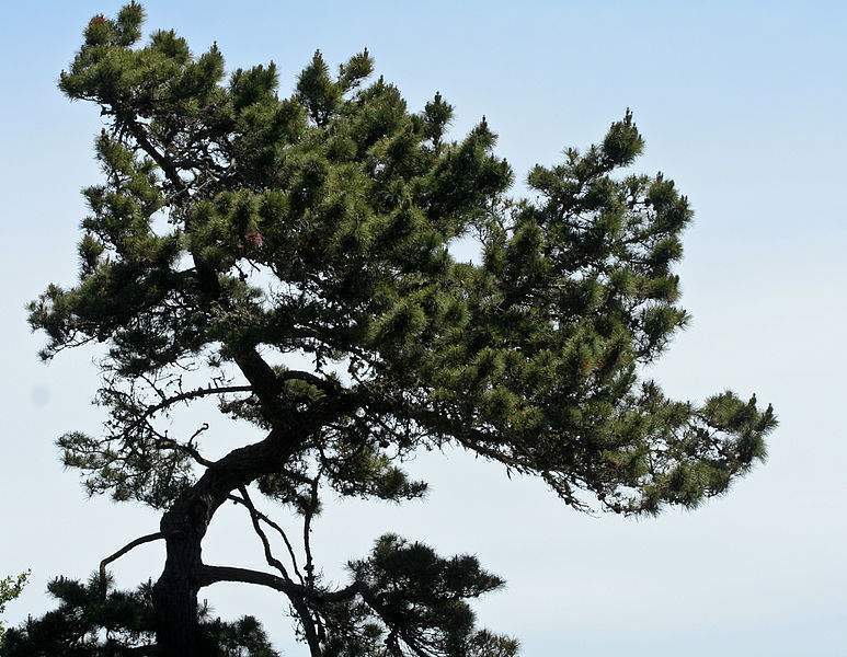 Archivo:Pinus muricata.jpg