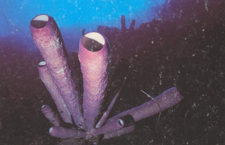 Archivo:Aplysina archeri.jpg