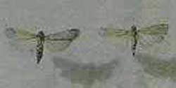 Citricos-barreneta-adultos ok.jpg