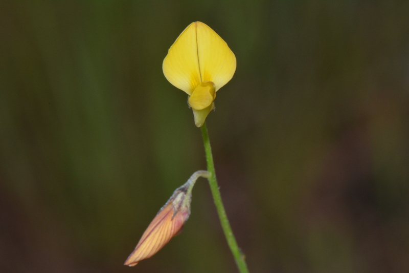 Archivo:Crotalaria leprieurii 2.jpg