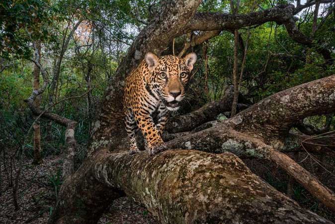 Archivo:Día Mundial de la Conservación del Jaguar.jpg