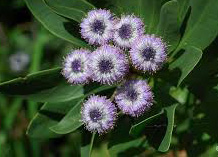 Globularia ascanii.jpg