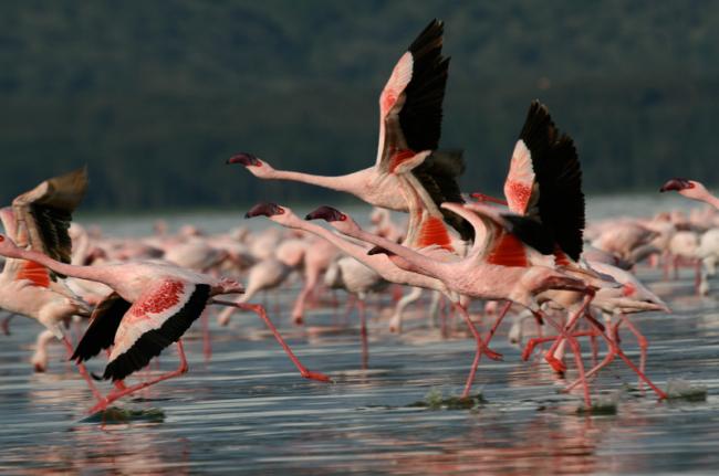 Archivo:Parque Nacional del lago Nakuru2.jpg