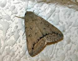 Archivo:Polilla de la madera (1).jpg