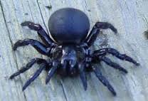 ARAÑA DE EMBUDO AUSTRALIANA.jpeg