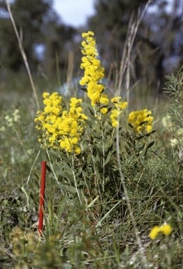 Acacia nervosa.jpg