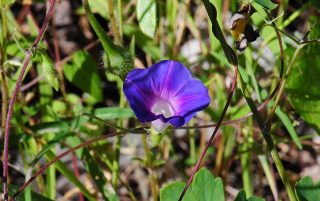 Archivo:Ipomoea barbatisepala flor.jpg