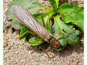Mosca de las piedras.JPG