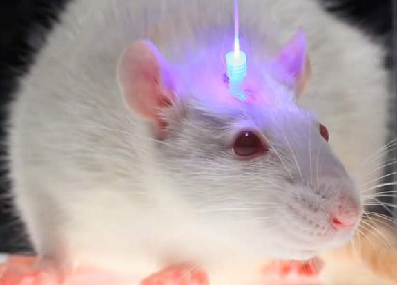 Optogenética - EcuRed