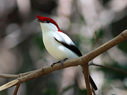 250px-Araripe Manakin Portada.jpg