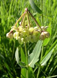Asclepias meadii.jpg
