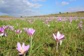 Azafran-de-otono-colchicum.jpg