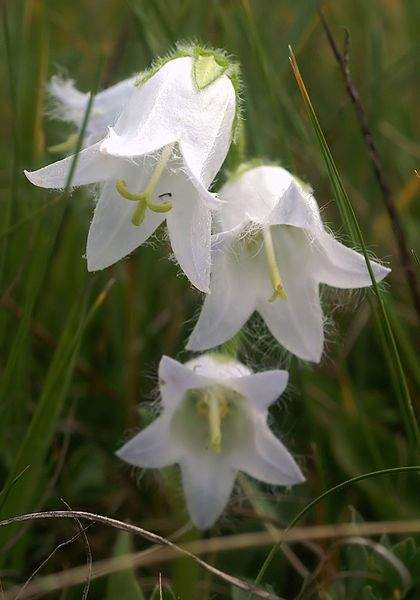 Archivo:Campanula barbata flores blancas.jpg