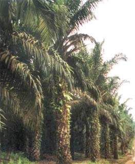 Del fruto de estas palmas se obtine el aceite.jpg