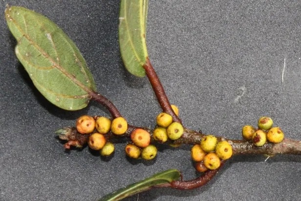 Archivo:Ficus detonsa 1.jpg