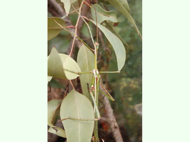 Archivo:Insecto palo Goliat 1.jpg