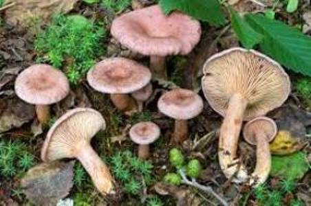 Archivo:Lactarius lilacinus2.jpg