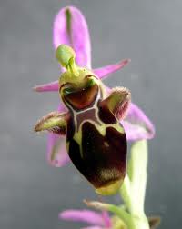 Ophrys scolopax otra.jpeg