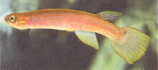 Archivo:Rivulus amanapira gr01.jpeg