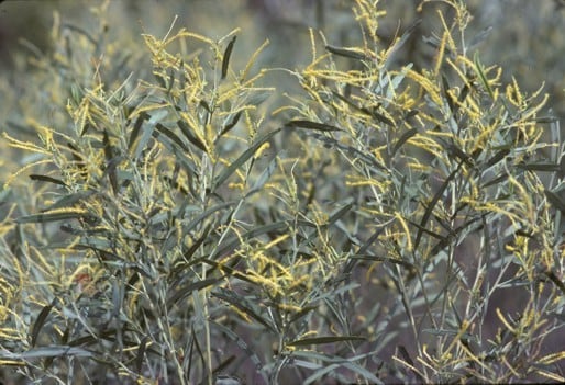 Archivo:Acacia gonocarpa.jpg