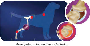Archivo:Artoris canina.jpg