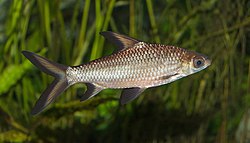 Balantiocheilos melanopterus - Karlsruhe Zoo 02.jpg
